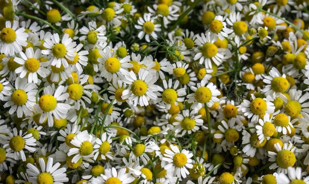 Chamomile promotes blood circulation and helps eliminate wrinkles
