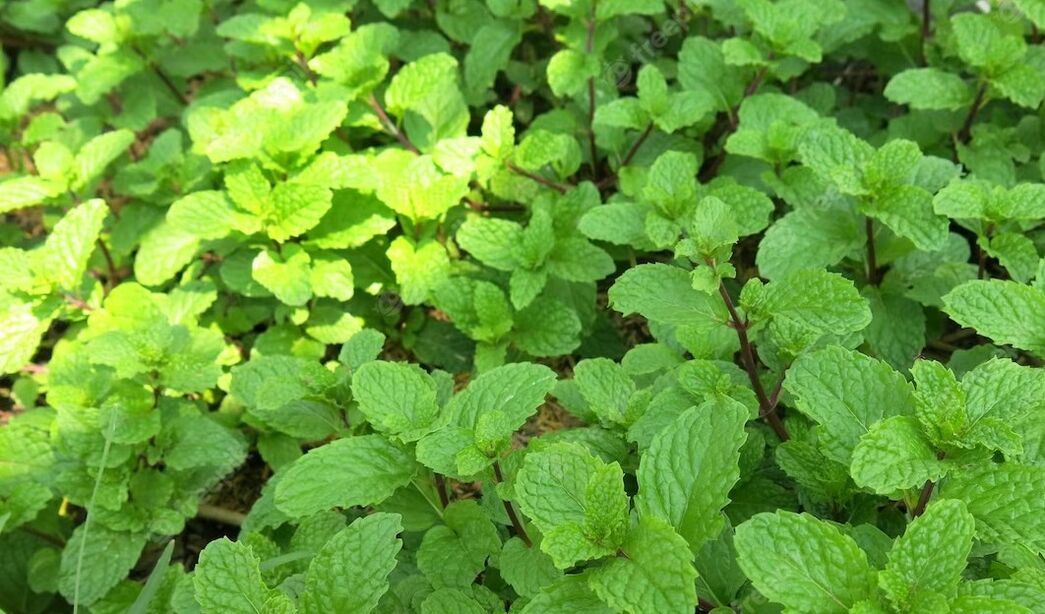 Peppermint has a rejuvenating effect due to the presence of arginine in its composition